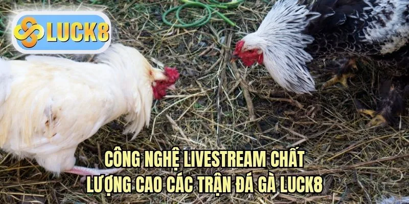 Công nghệ livestream chất lượng cao các trận đá gà LUCK8