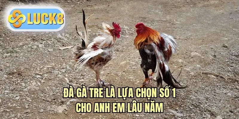 Đà gà tre là lựa chọn số 1 cho anh em lâu năm